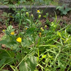 Nipplewort  is a native species has nipple-shaped buds, and leaves pointed oval, toothed, and pinnately lobed at the base.
