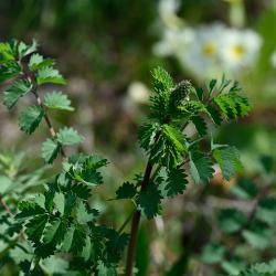 Salad Burnet in mid-April 2025.