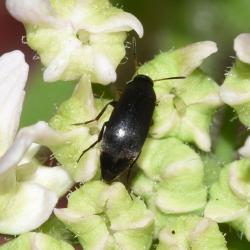 This small black beetle is often associated with Hawthorn and umbellifers (as here).