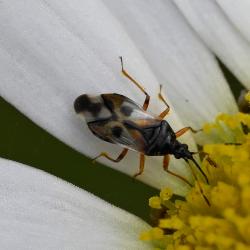 The Common Flower Bug (Anthocoris nemorum) is the most common flower bug.