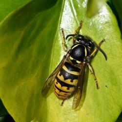 The Common Wasp has a characteristic pattern of yellow and black bands down the abdomen and an anchor-shaped mark on its face.