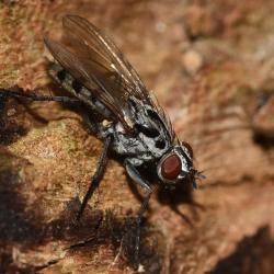 Eustalomyia hilaris was first recorded in Britain in 1971 (in London) and has expanded across southern and central Britain since then.