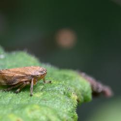 The Common Froghopper is small (at between 4 and 7 millimetres in length), but their jumping ability—courtesy of its extraordinary hind leg muscles—enables it to jump 70cm into the air.