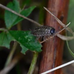 Adult Common Striped Woodlice are grey-brown, with a dark head and a dorsal stripe.