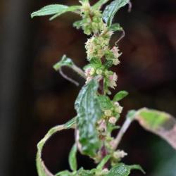 This small, rather straggly, plant is multi-branched with spreading stems.