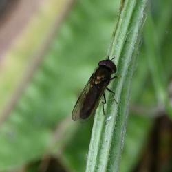 A Buttercup Blacklet hoverfly seen in mid-August.