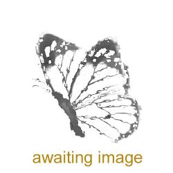 This is a common, widespread butterfly found in a range of habitats, and will even be seen flying on cool, overcast days.