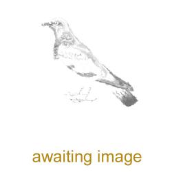 The Collared Dove is a graceful bird with pink-grey plumage.