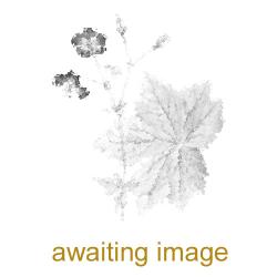 The trefoil leaves have a middle leaflet with a longer stalk. It is a native plant, whose flowers appear in May.