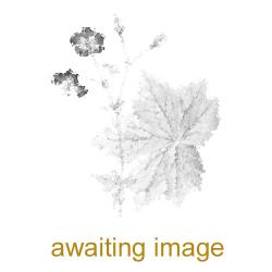 The white leaves of this native cress appear in March.