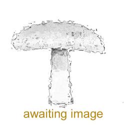 This parasitic species is a mycotroph of boletes and infects the host on the pore surface and soon spreads to completely engulf it.