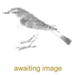 Linnets are resident breeders as well as Winter visitors.