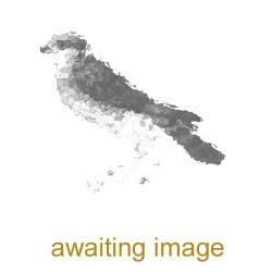 This is a resident breeder, although some overwinter in Africa.