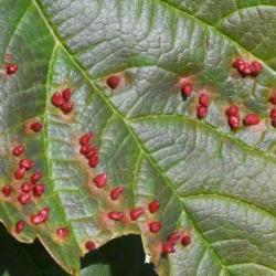 Aceria macrorhynchus is a gall mite that causes nail galls on the upper surface of Sycamore tree leaves.