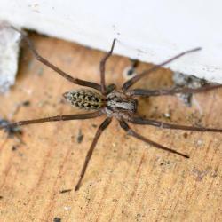 The House Spider is a long-legged, fast-moving predatory spider, with plain-coloured legs.