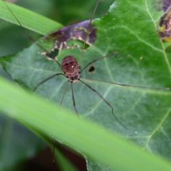 Leiobunum rotundum is a small harvestman with a round body with no obvious separation between head and abdomen.