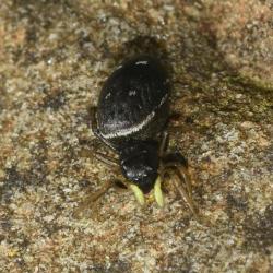 Heliophanus spiders are most usually found in dry leaf litter where they create silk cells.