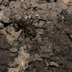 The brown Lace-weaver Spider leaves its silk around the entrances to just about every hole and crevice it can find.