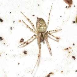 Long-jawed Orbweb Spider, Heene Cemetery, November 2025.