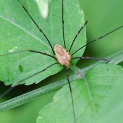  These daddy longlegs are found in gardens and around houses.
