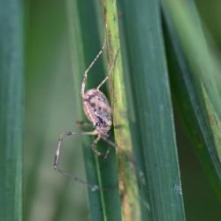 Opilio saxatilis, September 2024.