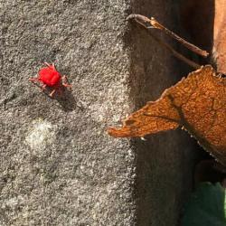 Red Velvet Mites are common and widespread in Britain and can usually be found in leaf litter.