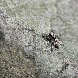 This small spider is about half a centimetre in length. It is pale grey in colour, hairy and has dark triangular markings.