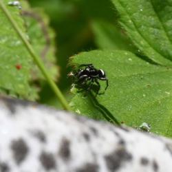 A female Zebra Spider.