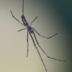 These spiders appear between May to October. Their favourite prey are flies and mosquitoes which are caught in the creature's web.