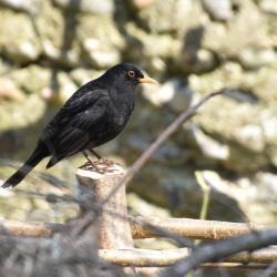 The familiar blackbird is a resident breeder and winter visitor.