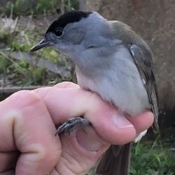 The Blackcap's delightful fluting song has earned it the name 'northern nightingale'.