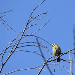 Blue Tits are regular visitors to garden feeders, favouring peanuts over other seeds.