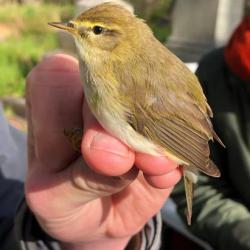 This Chiffchaff is about to be released, having been ringed in Heene Cemetery on March 15th 2021.