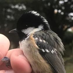 The slender bill of the Coal Tit means it is better suited to feeding in conifers.