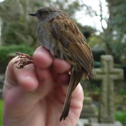 This Dunnock is about to be released, having been ringed in Heene Cemetery on March 15th 2021.