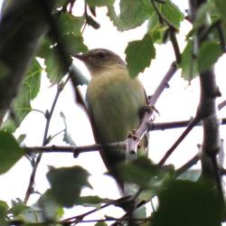 The Garden Warbler has rather featureless plumage. It prefers to spend time in deep cover in trees and bushes.