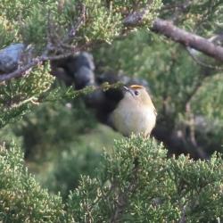 You are most likely to hear Goldcrests in the Cypress trees in the cemetery, as attested to in the photograph here.