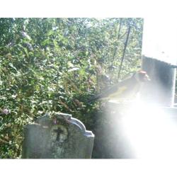 The sociable Goldfinch, a seed eater, finds the bird-feeders in the Cemetery irresistable.
