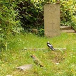 Caught on a camera trap, a Green Woodpecker and a Great Spotted Woodpecker