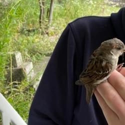 House Sparrows have a RED status in Britain. They nest in towns and cities close to people.