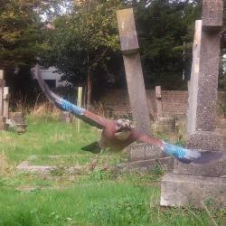 Jays are resident breeders in woodland and town, feeding on invertebrates, fruit, and seeds.