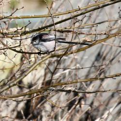 These active omnivores fly in family groups, in which offspring stay with the parents to help rear the next generation. 