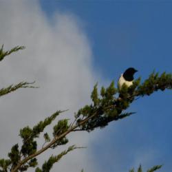 Magpies are resident breeders, and with a population of 610000 pairs in 2016 their conservation status is GREEN.