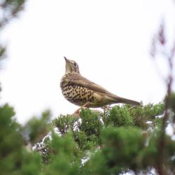 The name Mistle Thrush comes from the bird's fondness for mistletoe berries, which plant it helps spread. 