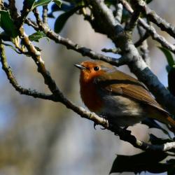 Our spade-perching, unofficial national bird, the Robin, is a resident breeder and Winter visitor from Africa.