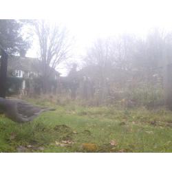 The Rock Dove (or Feral Pigeon) comes in all shades: blue, black, pale grey, dull red, pale brown and off-white.