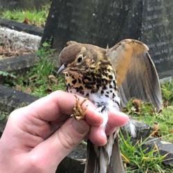 Song Thrushes are resident breeders, and Winter visitors.