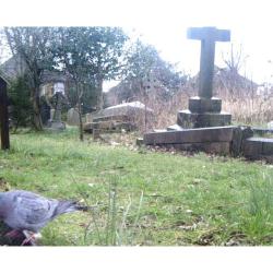 The Stock Dove has a generally blue-grey appearance, often with an iridescent bottle-green rear to its neck.
