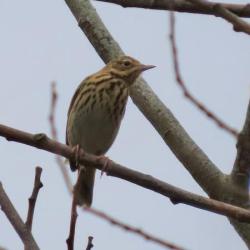 Tree Pipits are streaky-brown in colour with pale underparts. Males and females are similar in colour.