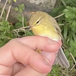 The Willow Warbler is almost unique amongst birds in that it moults all of its feathers twice in a year.